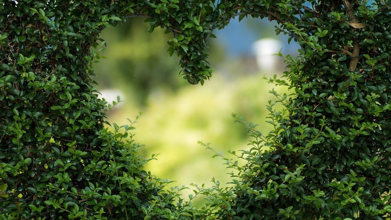 jardin paysagisme